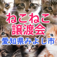 子猫がいる22匹の譲渡会★みよし市