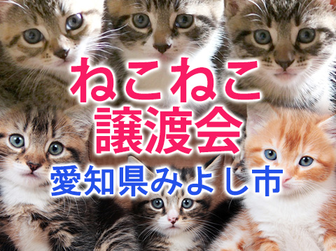 子猫がいる22匹の譲渡会★みよし市