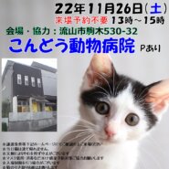 【流山市】１０/１５（土）こんどう動物病院保護猫譲渡会