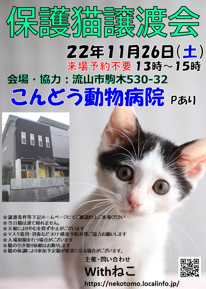 【流山市】１０/１５（土）こんどう動物病院保護猫譲渡会