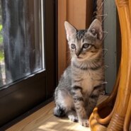 くりくりお目目の女の子（糸島市）