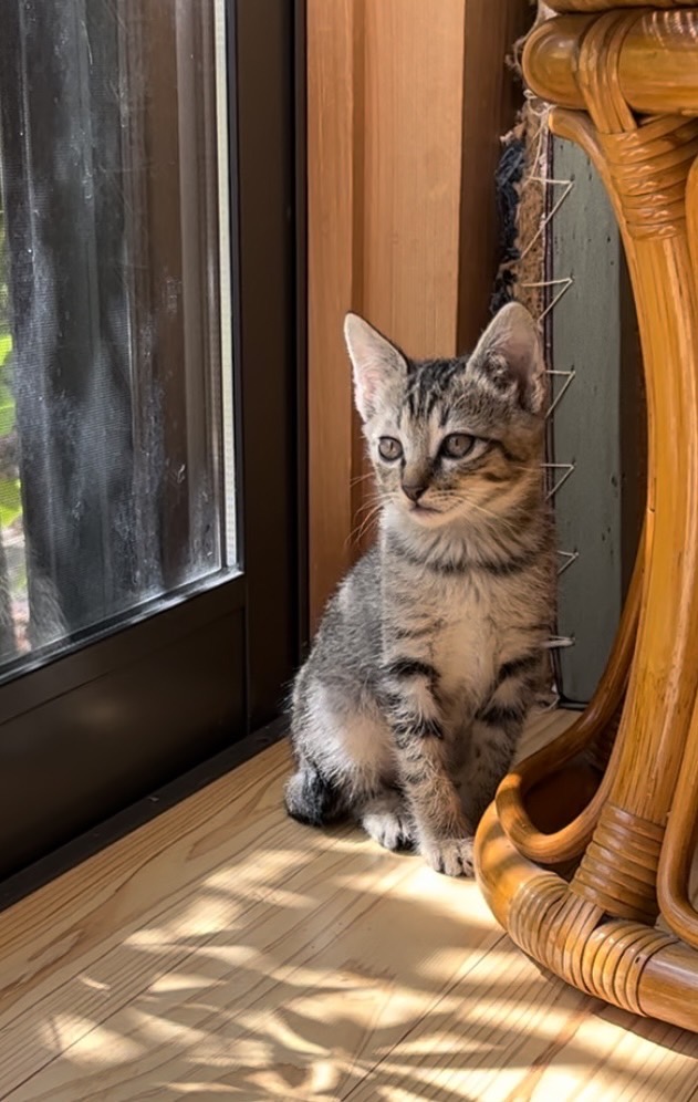 くりくりお目目の女の子（糸島市）