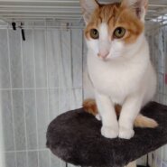 とても綺麗な茶白子猫のビーンズ！