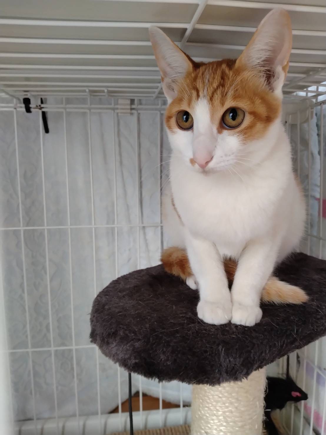 とても綺麗な茶白子猫のビーンズ！