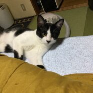 元気なハンサムボーイ