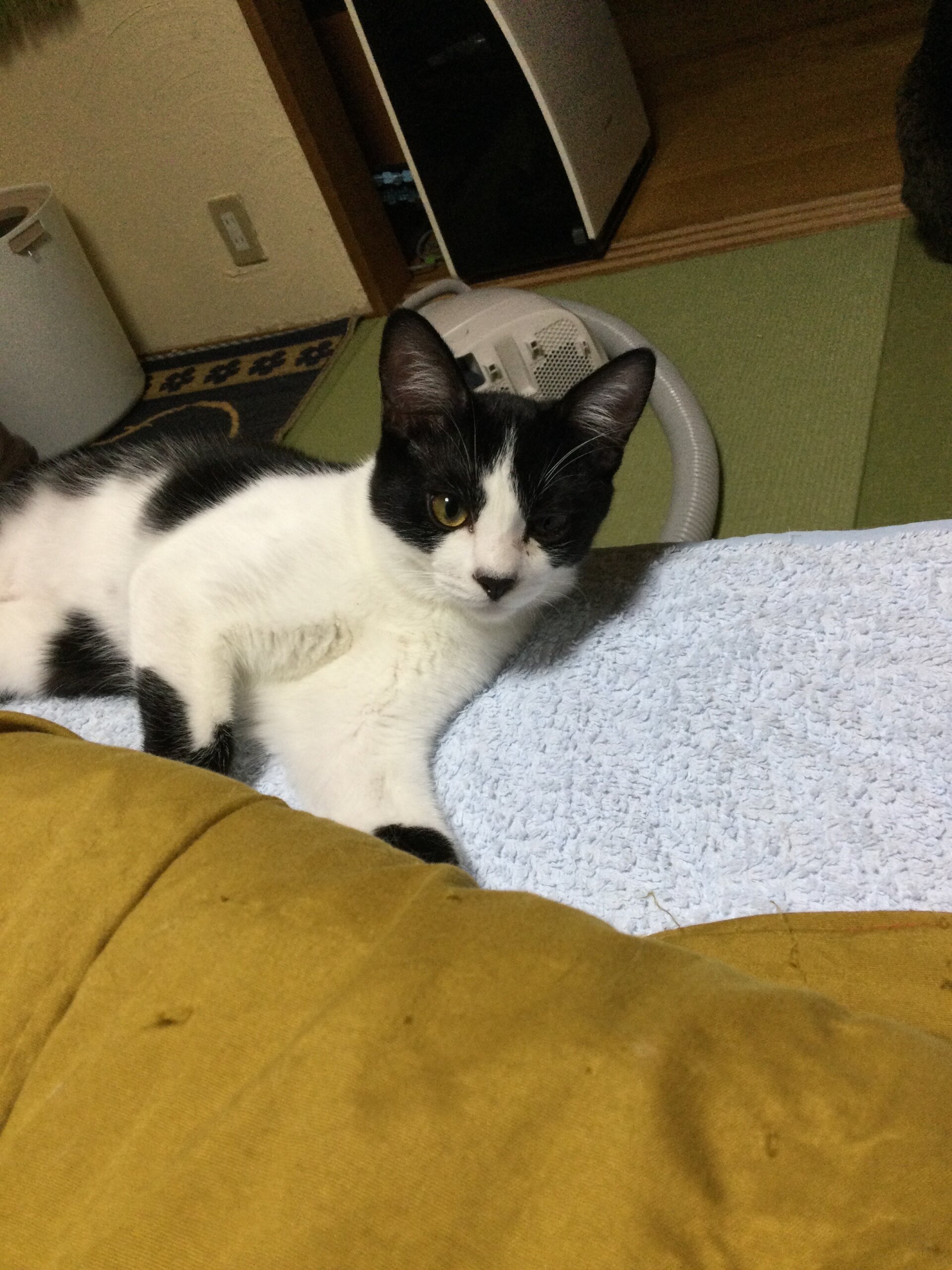 元気なハンサムボーイ