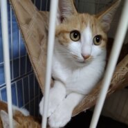 人馴れ抜群の可愛い茶白子猫のジェリー！