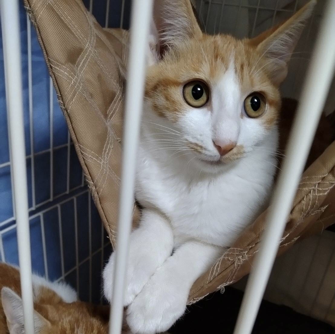 人馴れ抜群の可愛い茶白子猫のジェリー！