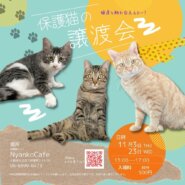 にゃんこカフェ内で触れ合える 譲渡会を開催致します。