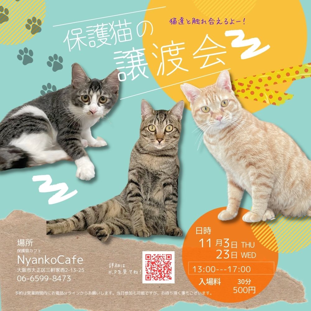 にゃんこカフェ内で触れ合える 譲渡会を開催致します。