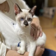 深く澄んだ青い目のシャム系女の子✨