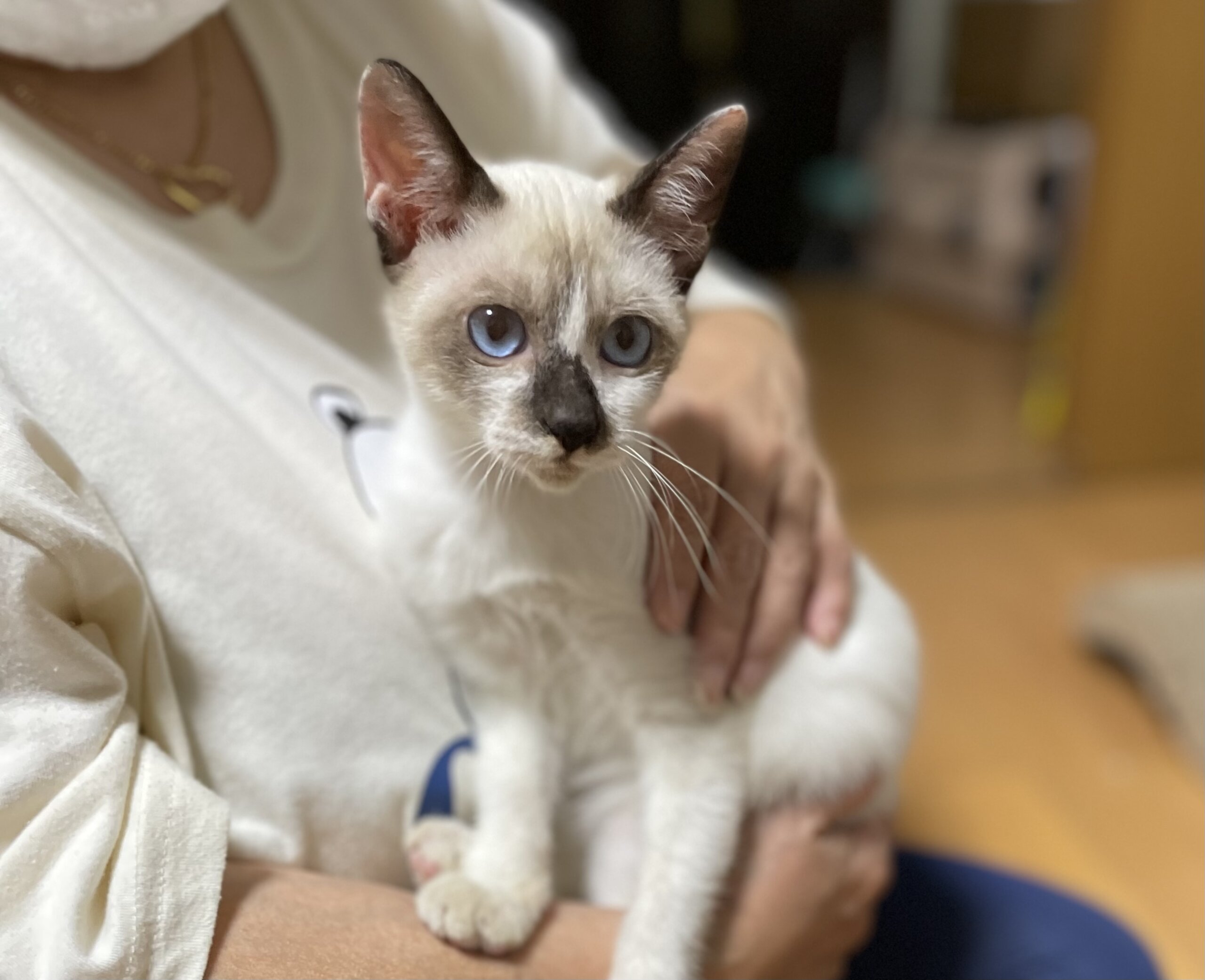 深く澄んだ青い目のシャム系女の子✨