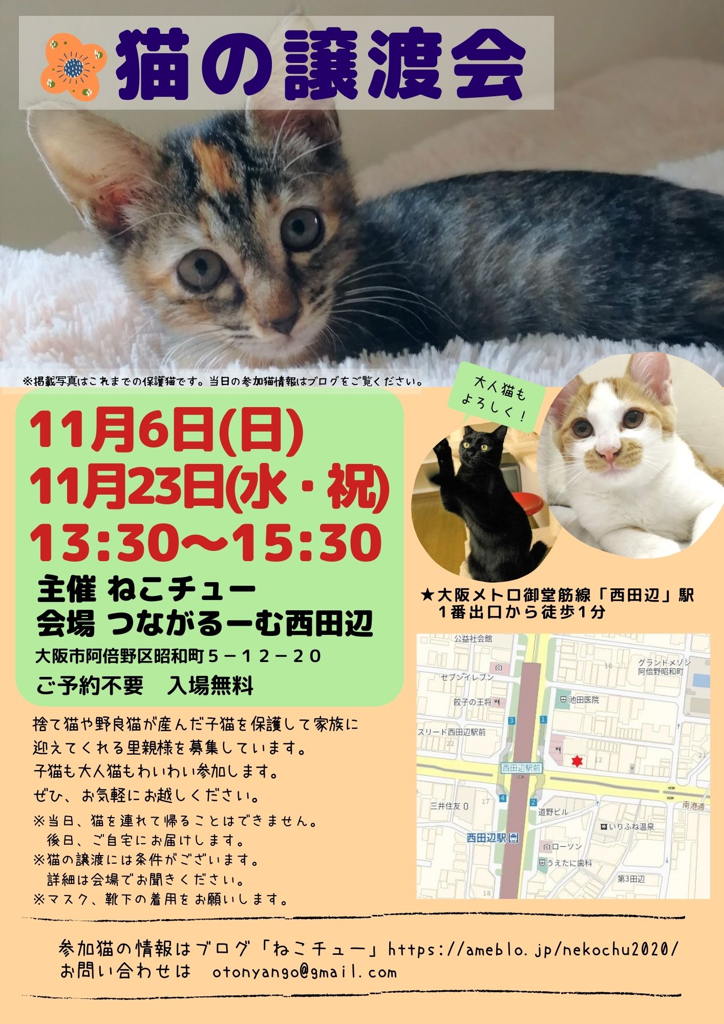 ねこチュー第17回猫の譲渡会