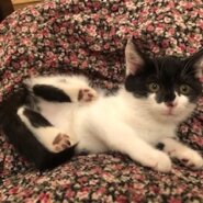 お目目パッチリの可愛い黒白子猫のジュリ！