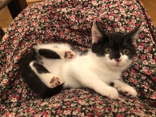 お目目パッチリの可愛い黒白子猫のジュリ！