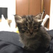 生後3～4週目の子猫