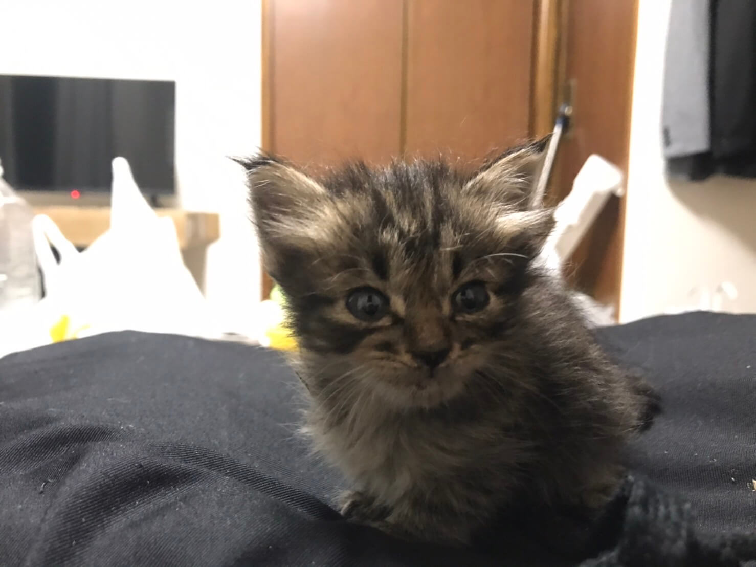 生後3～4週目の子猫