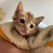 3週間ほどの茶トラちゃん