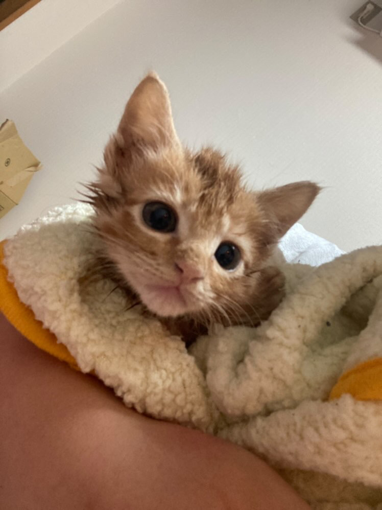 3週間ほどの茶トラちゃん