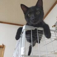 【諸費用全て不要】お留守番できる黒猫君