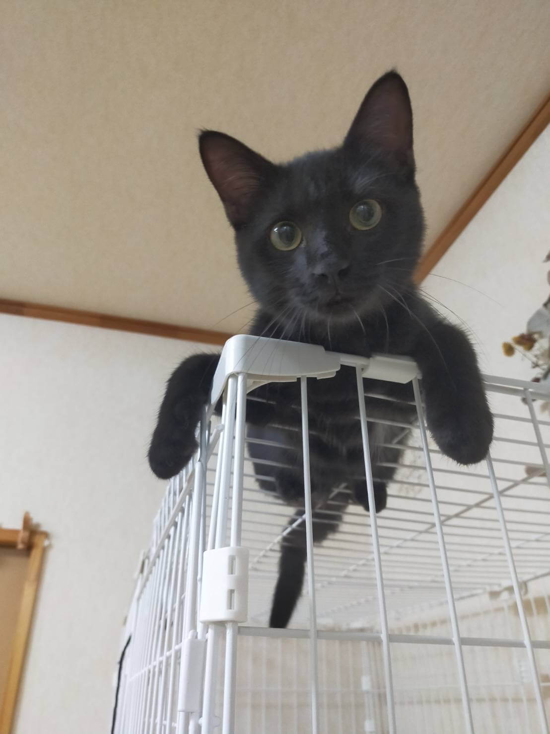 【諸費用全て不要】お留守番できる黒猫君