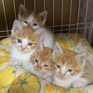 生後2ヶ月位の雑種茶トラ4匹います