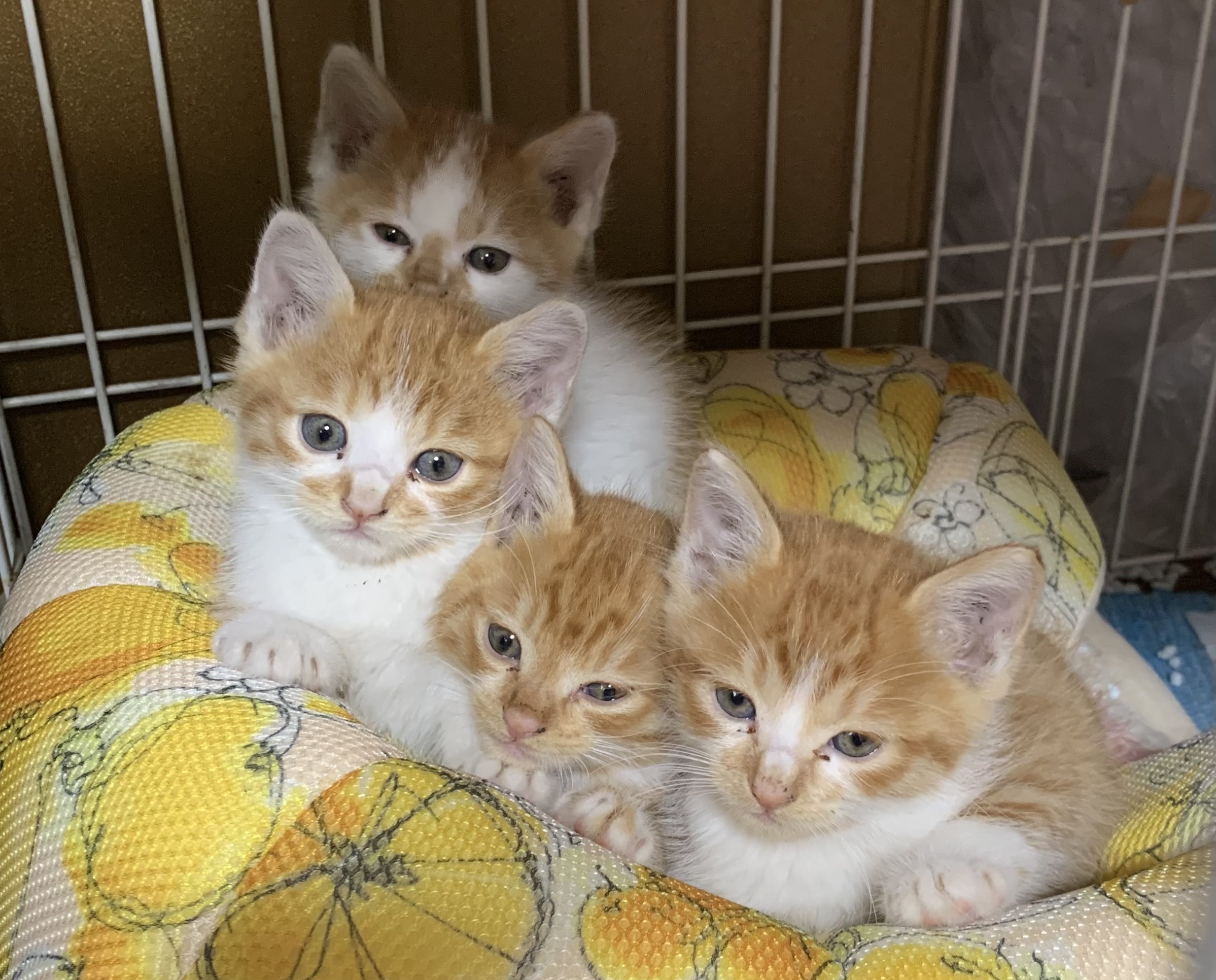 生後2ヶ月位の雑種茶トラ4匹います