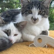 2匹同時募集(♂♀去勢、避妊済)