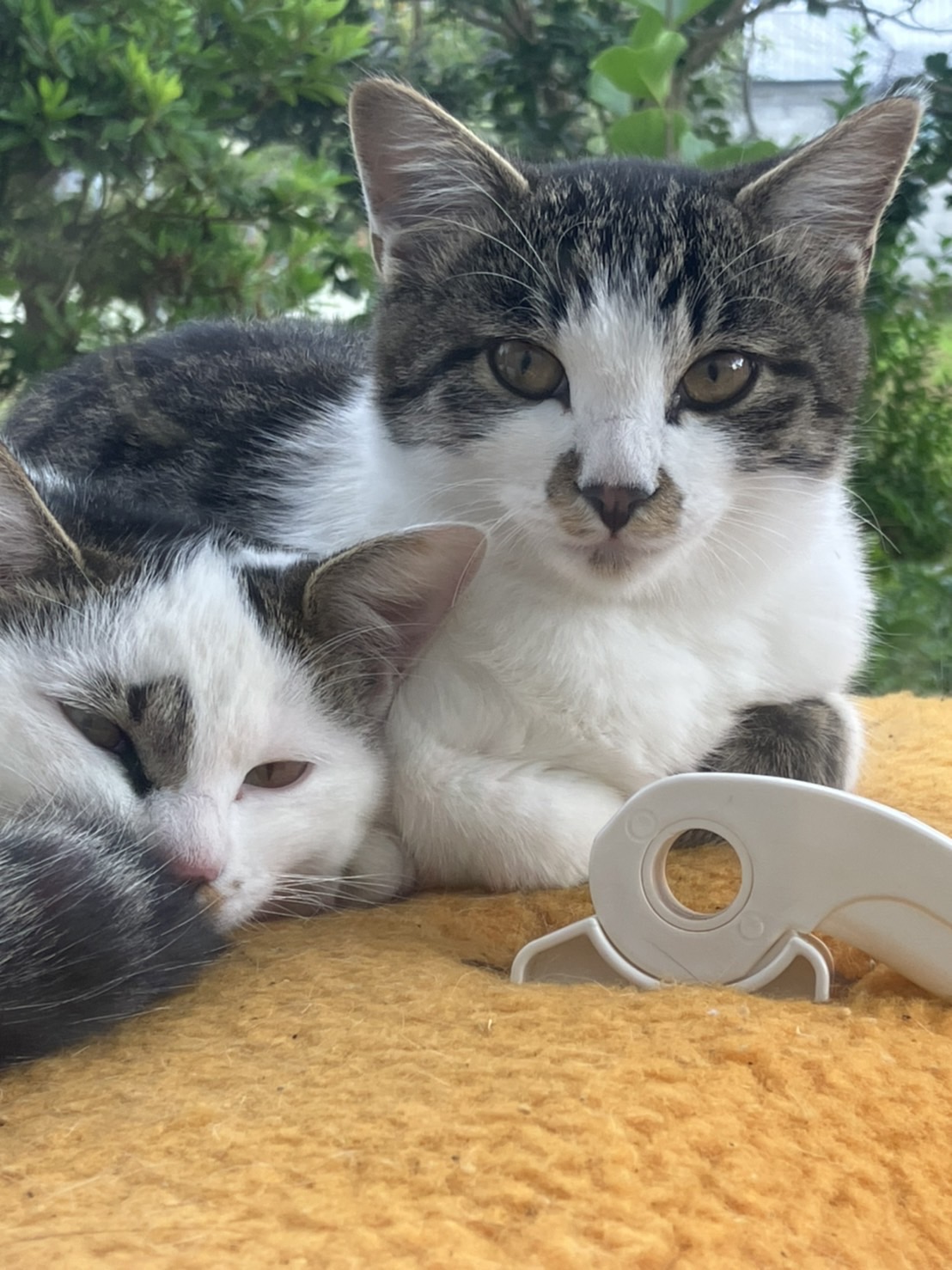 2匹同時募集(♂♀去勢、避妊済)