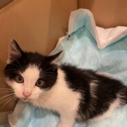 生後１ヶ月前後の子猫(男の子)