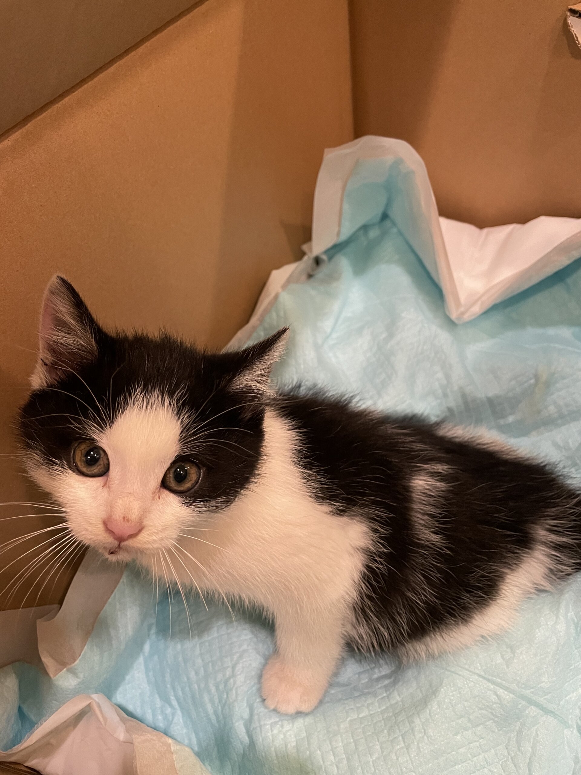 生後１ヶ月前後の子猫(男の子)