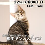 【柏市】10/30（日）根本ダンススタジオ保護猫譲渡会