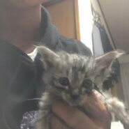 生後3～4週目の子猫