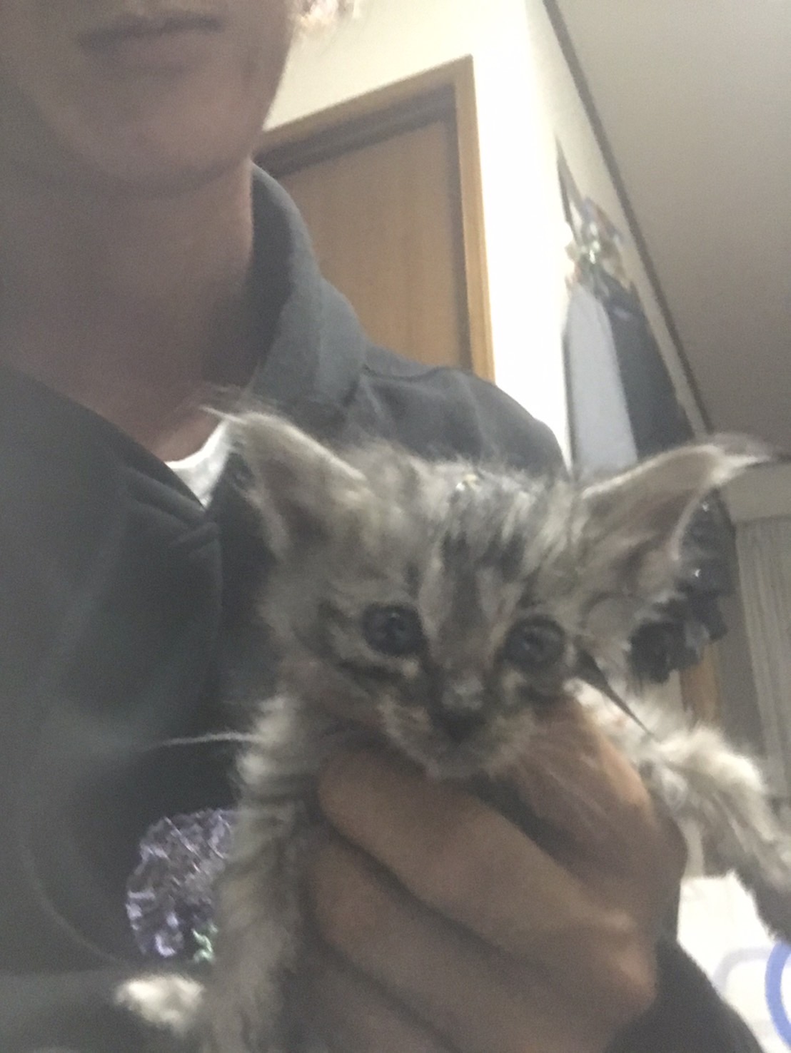 生後3～4週目の子猫