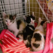 三毛猫とハチワレ