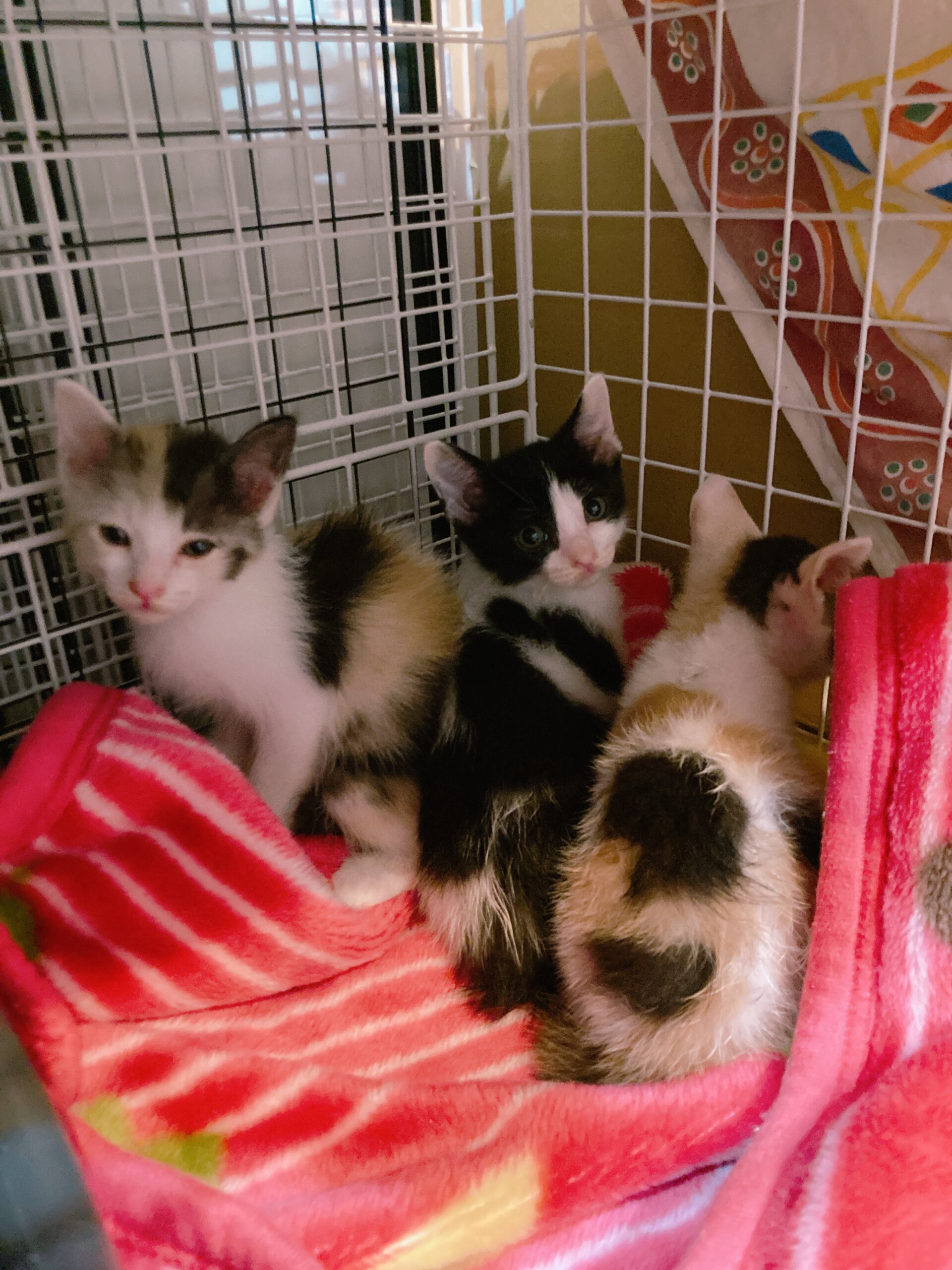 三毛猫とハチワレ