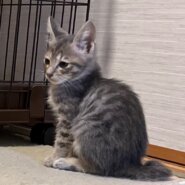 イケメンのグレーキジ（糸島市）