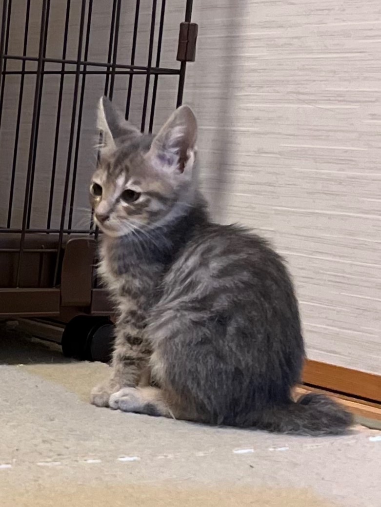 イケメンのグレーキジ（糸島市）