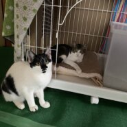 生後5ヶ月兄弟(女の子・男の子)