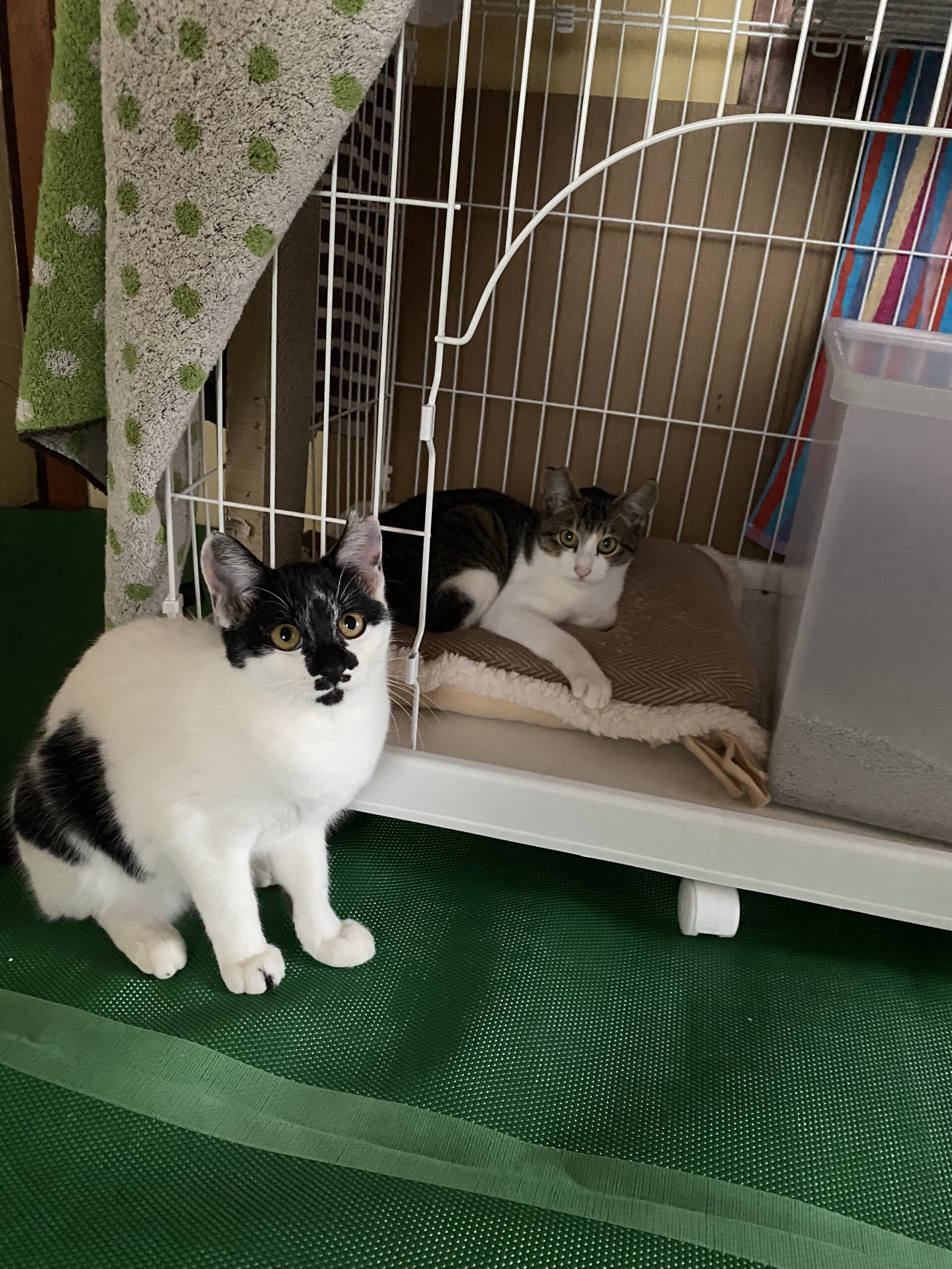 生後5ヶ月兄弟(女の子・男の子)