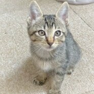 優しいキジ2か月