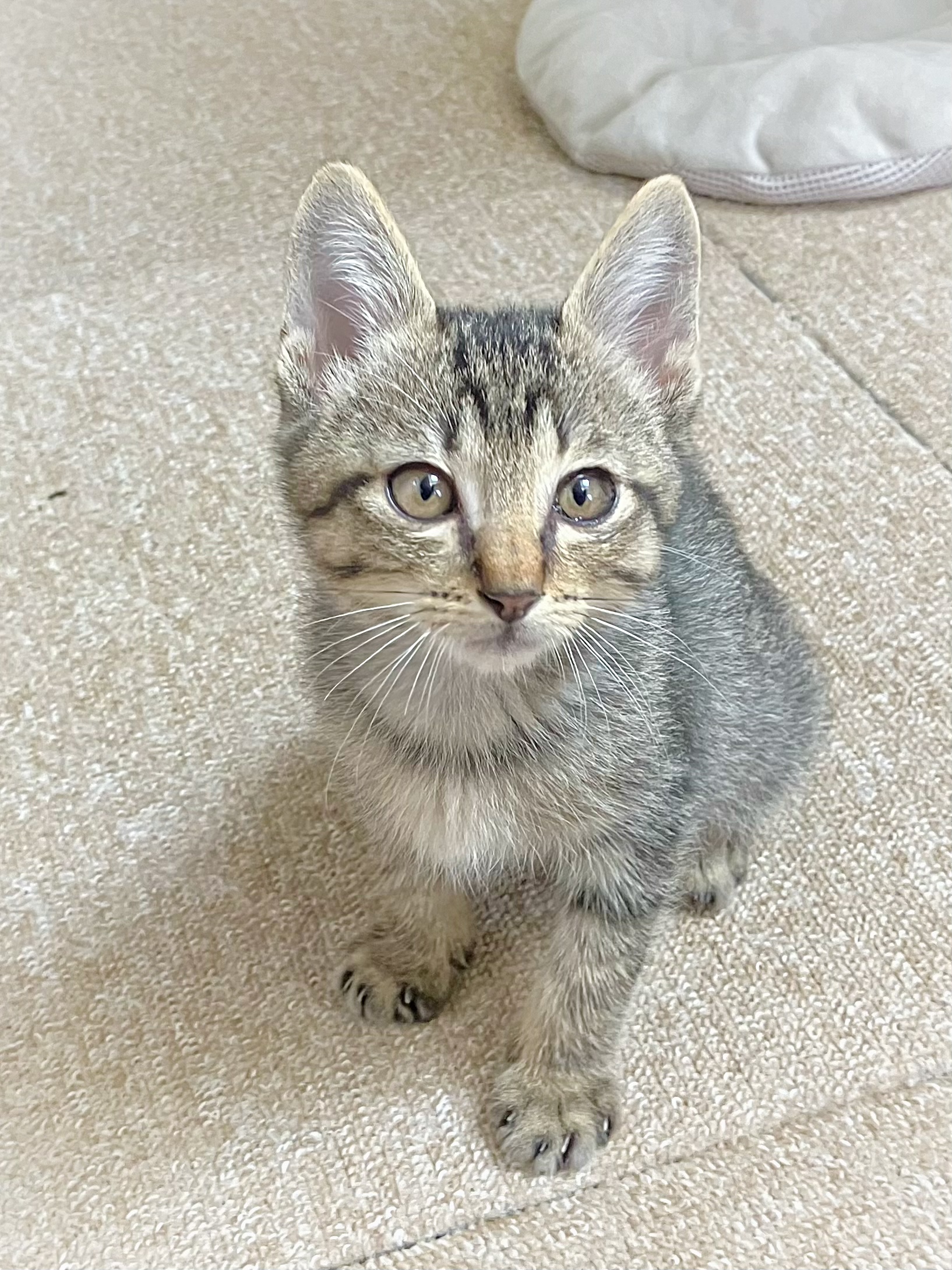 優しいキジ2か月