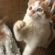 イケメン男子（子猫・男の子）／生後2か月