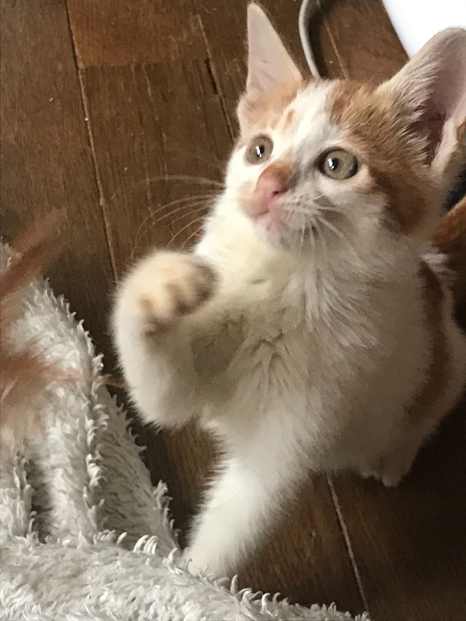 イケメン男子（子猫・男の子）／生後2か月