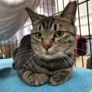 甘えん坊の一歳　女の子