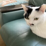 2歳の男の子シロちゃん