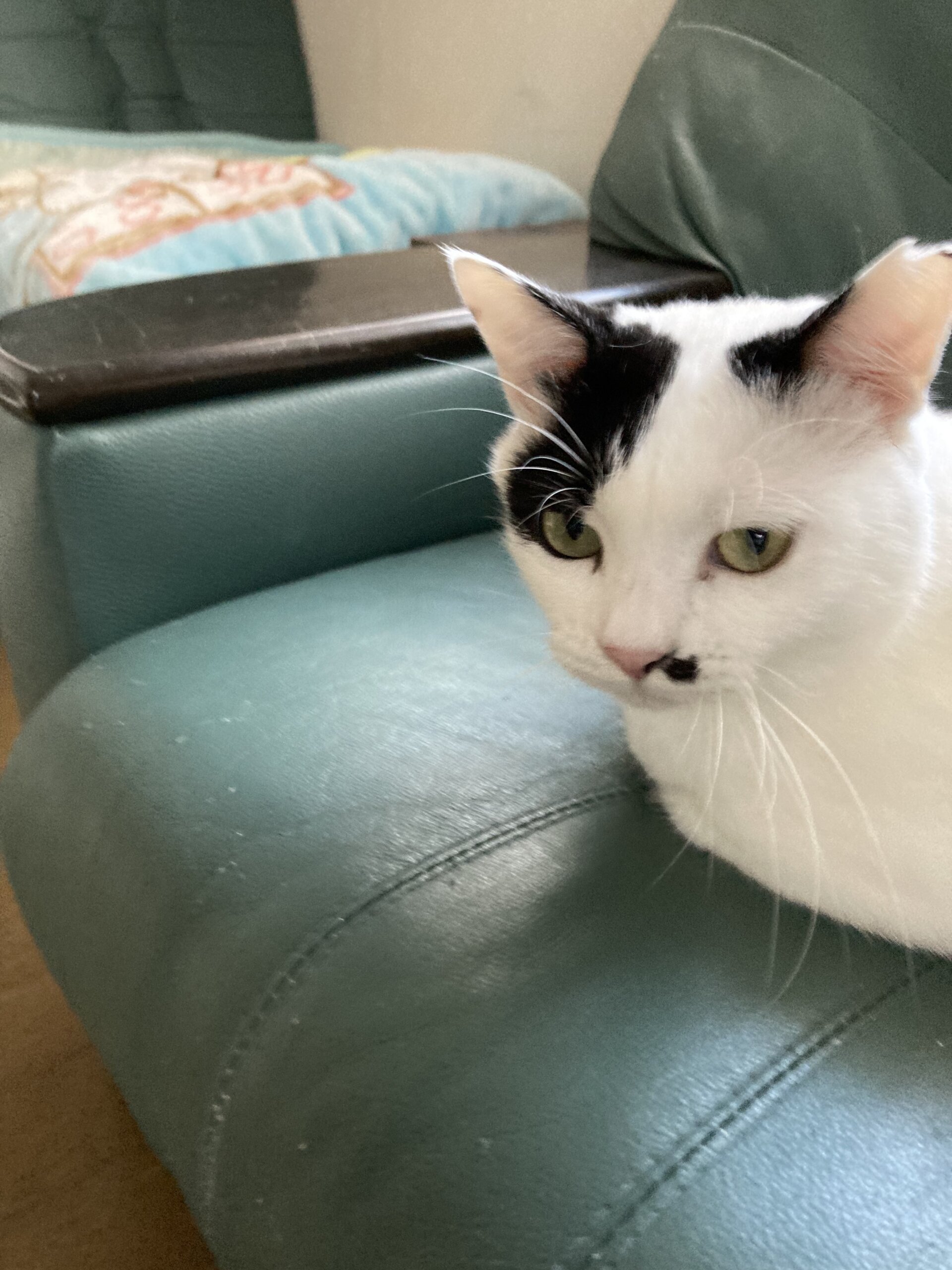 2歳の男の子シロちゃん