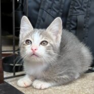 美人なグレーサバ白2か月（糸島市）