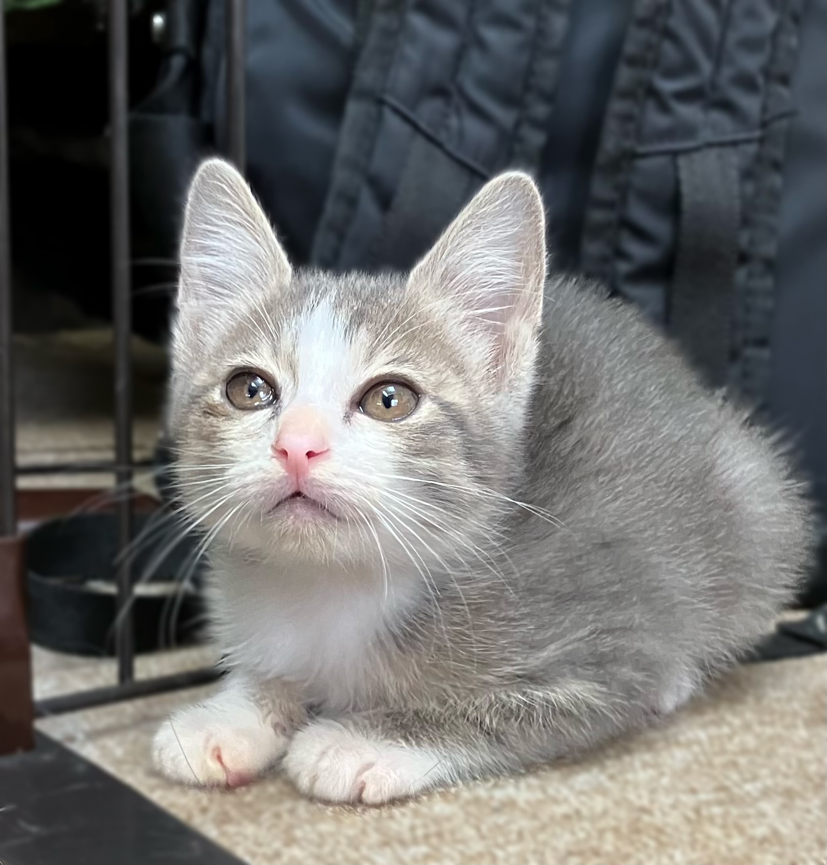 美人なグレーサバ白2か月（糸島市）