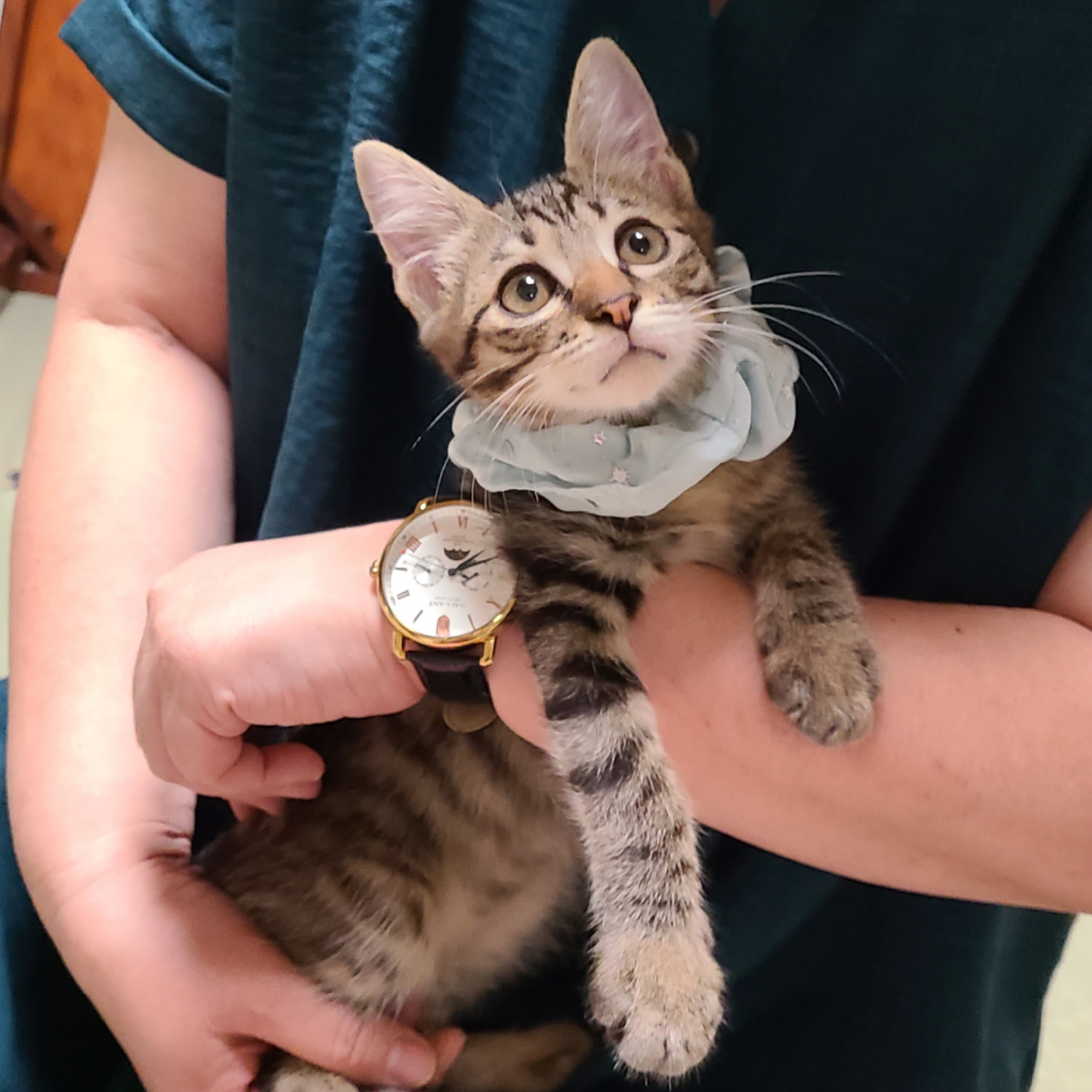 北斗(ほくと)♂のんびり過ごすのが好き